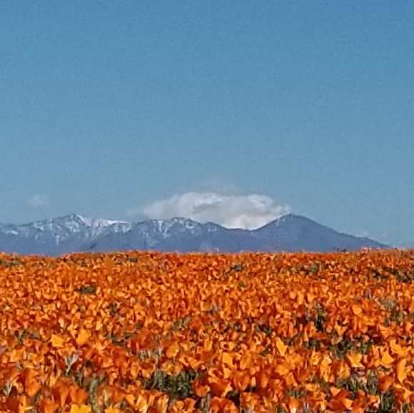 All my items are inspected well and sanitized - Picture 7 of 8